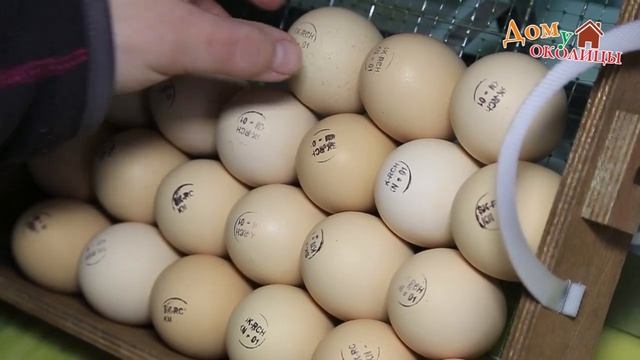 Совместная инкубация куриных и перепелиных яиц смотреть онлайн