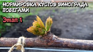 Нормировка кустов винограда побегами. Этап 1.