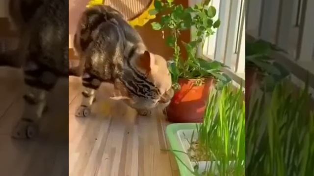 Кот проглот#RUTUBE#мемы#РЕЛАКС ВИДОС#В ТОП↓↓↓