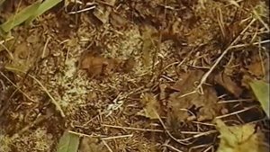 Муравей Красная точка