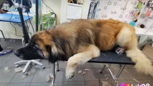 Леонбергер на процедурах в салоне