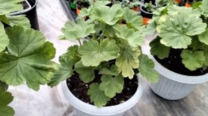 #102.Проблемные сорта пеларгонии в моей коллекции и сорта рекордсмены!