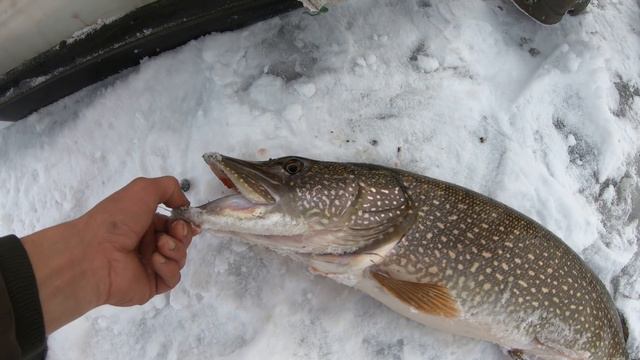 ИДЁМ ЗА КРУПНОЙ ЩУКОЙ!!! ОТ НАС НЕ СПРЯТАТЬСЯ!!! ЗИМНЯЯ РЫБАЛКА 2021-2022 г. смотреть онлайн