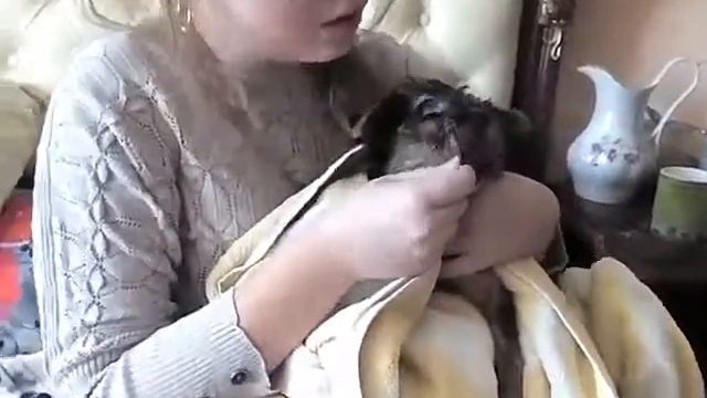 Миття мордочки і лапок для йорка?? смотреть онлайн