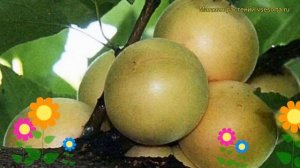 Абрикос обыкновенный Графиня. Краткий обзор, описание характеристик prunus armeniaca Grafinia