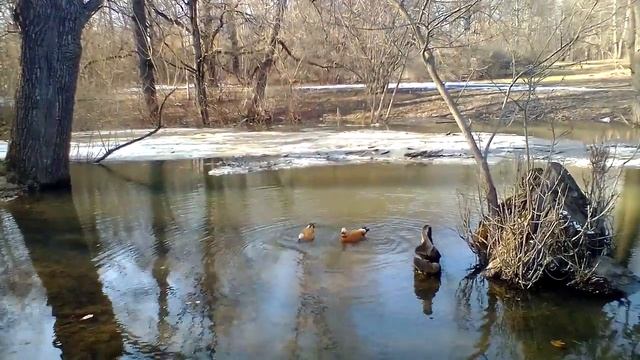 Огарь (прохожие говорили, что это мандаринка) смотреть онлайн