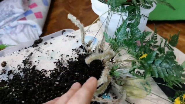 ДАВАЛИЯ//ГРУНТ///Пересадка папоротника// Новый житель