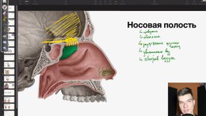 6.71. Носовая полость и носовые пазухи | Анатомия к ЕГЭ | Георгий Мишуровский