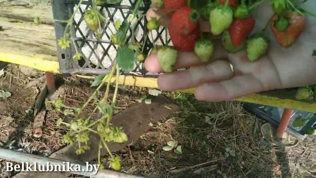 Сорт клубники Остара ? НСД. Belklubnika.by.mp4 смотреть онлайн