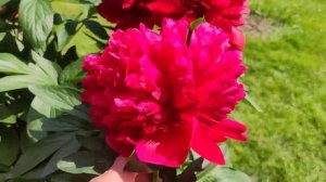 Пион Диана Паркс ? (PAEONIA DIANA PARKS )