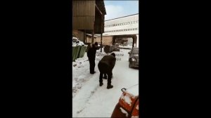 ПЁС 7 ПОСЛЕДНИЙ СЕЗОН