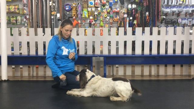 Kак научить собаку команде голос?