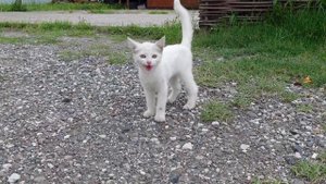 Грустные ВИДЕО ПРО КОТОВ. Жизнь БРОДЯЧИХ КОШЕК И КОТЯТ.?