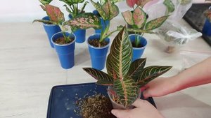 Аглаонема адаптация в разных субстратах 2 часть. Открытая корневая система. ОКС.mp4