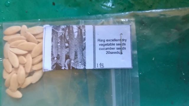 Огурцы на балконе посев сухими семенами смотреть онлайн