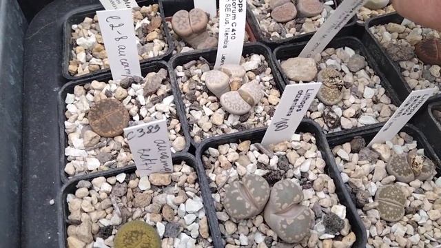 Обзор моих растюшек.Кактусы цветут в холод.Любуюсь цереусами.Литопсы цветут. смотреть онлайн