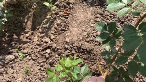 Роза Найт Оул ( Rose Night Owl ) США 2005 г.