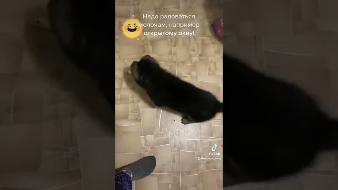 Щенок радуется смотреть онлайн