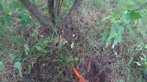 ПРОХОДЯ МИМО ,НАШЁЛ ЕЁ ПОД КУСТОМ! Коп с мд Gold Hunter Frogman B75