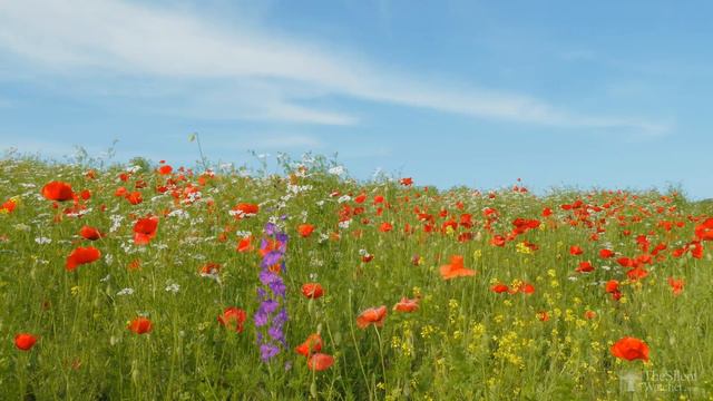 4K Маковый луг и пение птиц. Природа. Живая Природа. Красота Луга.