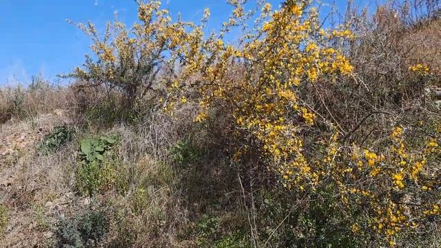 В горах | Цветет миндаль смотреть онлайн