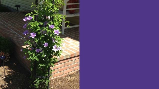 Clematis Sugar Sweet Lilac - our POW смотреть онлайн