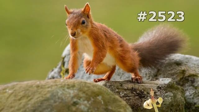 #2523. Белки (В мире животных) смотреть онлайн