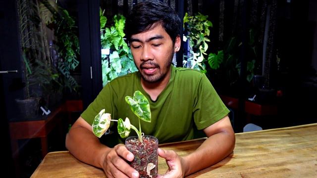 Week 0 | Variegated Alocasia | New Additions | Aroids Weekly Update смотреть онлайн