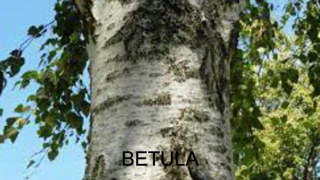 CABELOS OLEOSOS: Causas, Tratamentos e Remédios Naturais смотреть онлайн