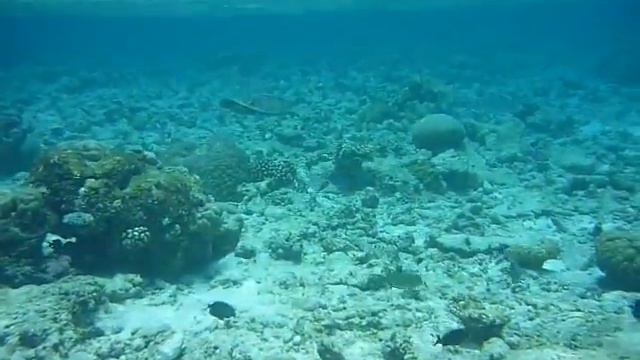 Самое часто видимое большое животное тут.. смотреть онлайн