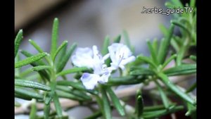 Как цветет розмарин дома? Как добиться цветения розмарина? Условия содержания.