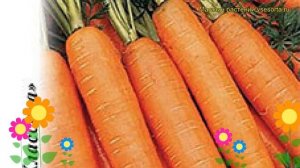 Морковь Вита Лонга (Морковь). Краткий обзор, описание характеристик, где купить семена daucus carot