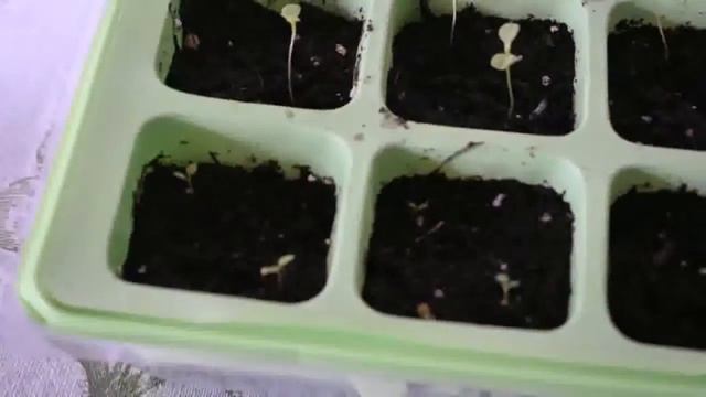 Петунии 2часть смотреть онлайн