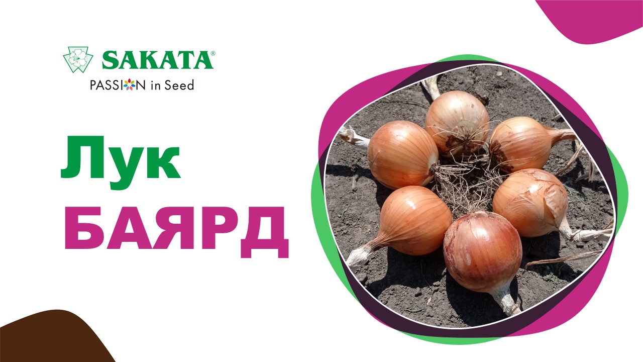 Лук БАЯРД F1 - рыцарь без упрёка! #лучшиесемена #семеналука #лукбаярд