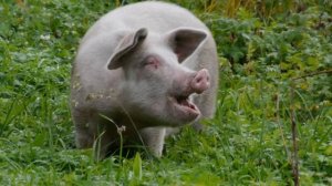 Свинья ест зелень