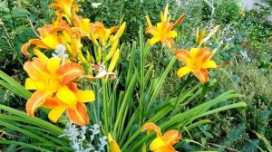 Лилейник / Красоднев / Hemerocallis