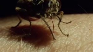Самые опасные насекомые для человека. Мурашки по коже