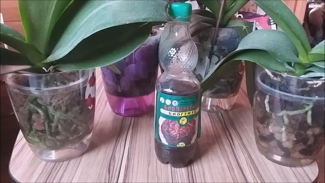 Биогумус для орхидей. смотреть онлайн