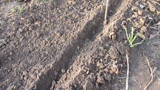 Подвои яблонь сеянцев: посев семян в открытый грунт смотреть онлайн