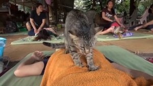 Котик-массажист. Спасенный кот подсмотрев как люди делают массаж пробует его сделать сам