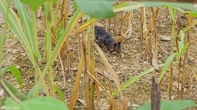 How to Harvest & Preserve Corn - Building a natural life | Hà Tòn Chài