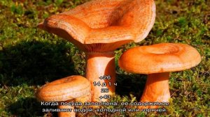 Соленые рыжики на зиму - 4 домашних вкусных рецепта приготовления