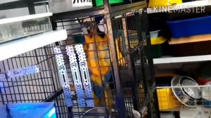 #зоомагазин Поход в  зоомагазин..Попугай говорящий..