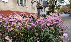Цветы во дворе. Владивосток