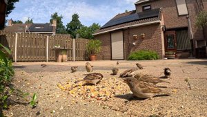 ASMR ВОРОБУШКИ/ ЗВУКИ ПТИЦ У КОРМУШКИ. #птицы #воробей #кормушка #наблюдение