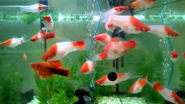 Xiphophorus helleri Koi Kohaku Меченосцы Кои Кохаку, продаю в Питере. смотреть онлайн
