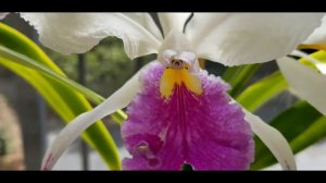 Cattleya mossiae semi-alba pincelada