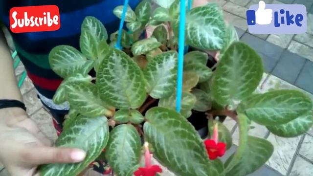 Fast growing hanging plants
