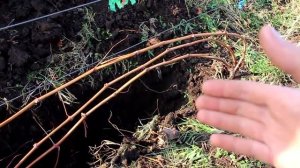 Усиленная корневая система виноградного куста 2018г.