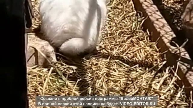 козы и кролики смотреть онлайн